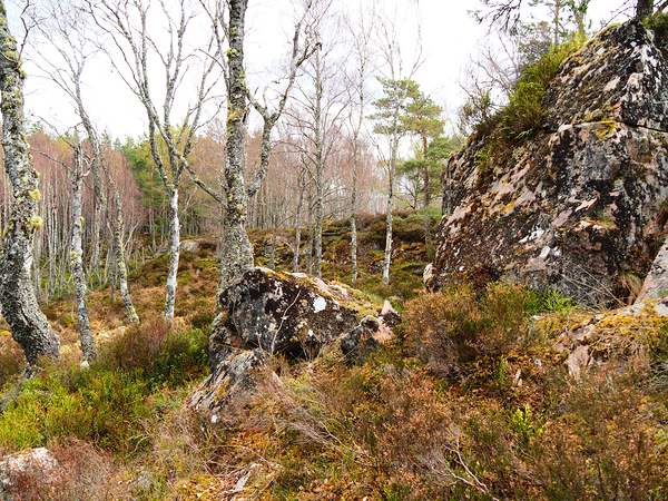 Springs Woodland in the Scottish Highlands                                                                                                                       Print