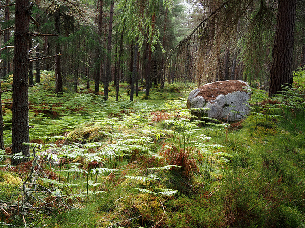  Home of the Wild Song in the Scottish Highlands                                                                                                                     Print