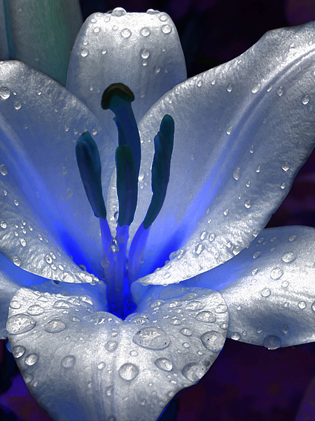 Abstract Dew Drop Lily Print
