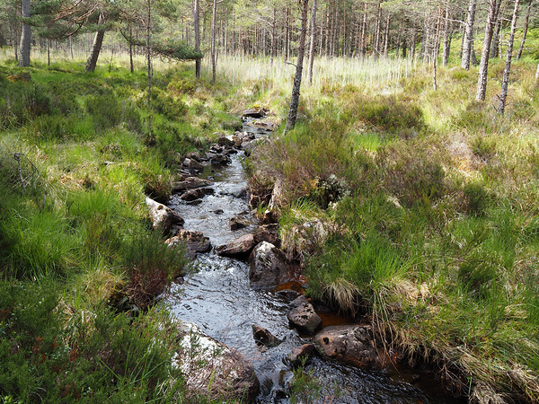 Scottish Highlands Springs Stream                                                                                                                      Print