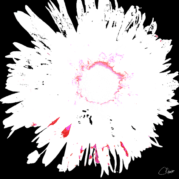 Distressed Abstract White and Pink Daisy on a Black Background Print