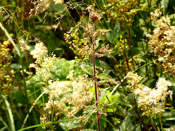 Wild Flowers Delight in the Scottish Highlands Print