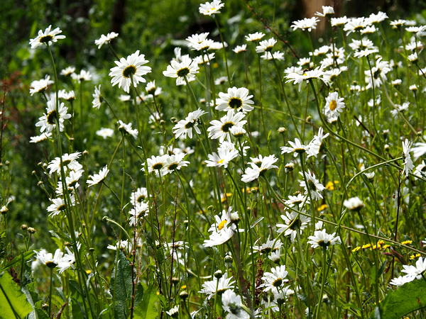 Where the Flowers Grow in the Scottish Highlands                                                                                                                      Print