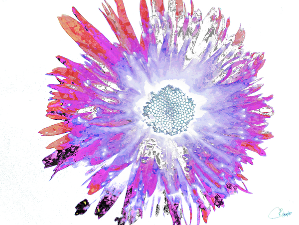 Abstract Pink Purple  and Blue Daisy  Print