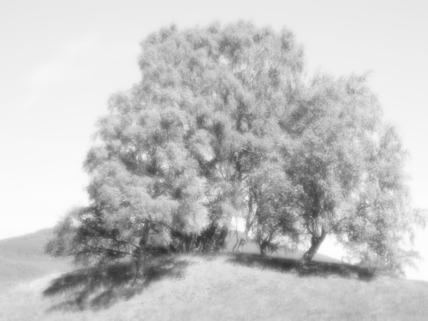 Monochrome Birch Tree Trio Print