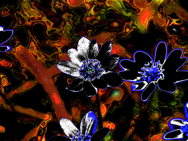  Abstract Floral Delight                                                                                                                     Print