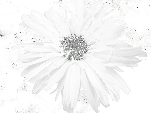 Abstract White Minimalist Daisy Print