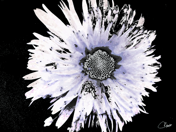 Abstract Daisy Too Print