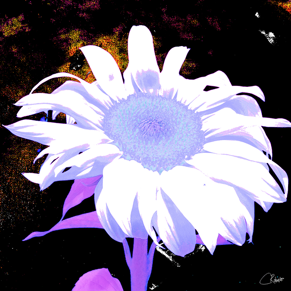 Pink Sunflower Star Print