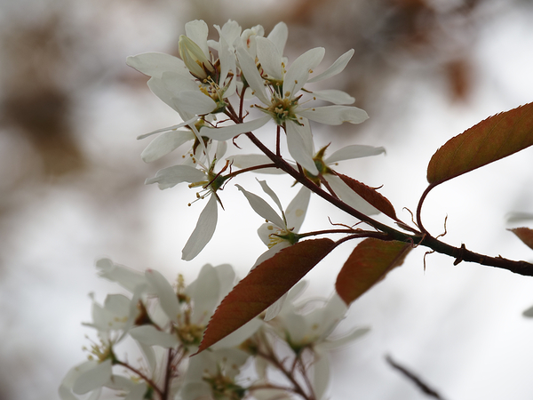 Scottish Highlands Spring Bloom                                                                                                                      Print