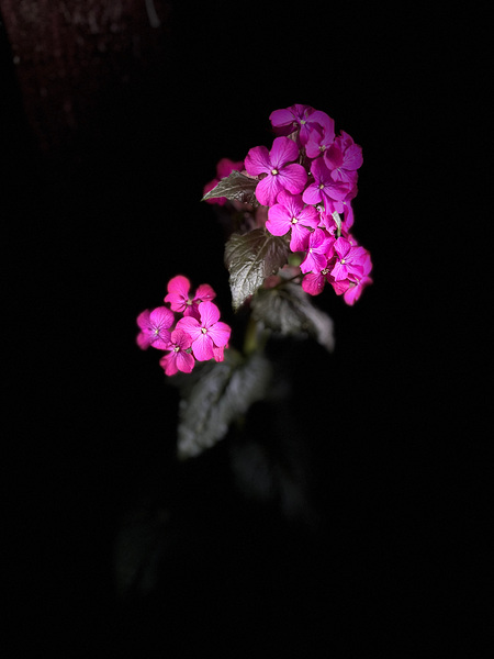 Portrait of Plants- Colour Out of Darkness Print