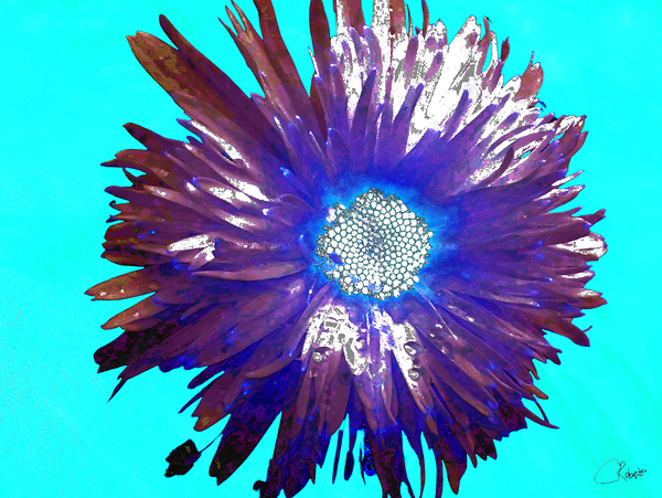 Abstract Purple and Blue Daisy Print