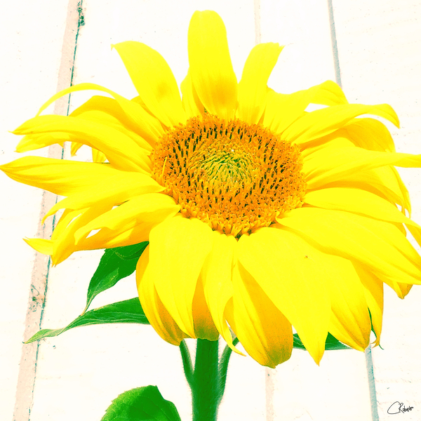 Sunflower Picture Print