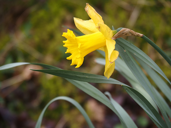     Lone Spring Daffodil                                                                                                                  Print