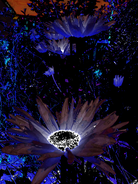 Abstract Vivid Cool Rocking Daises Print