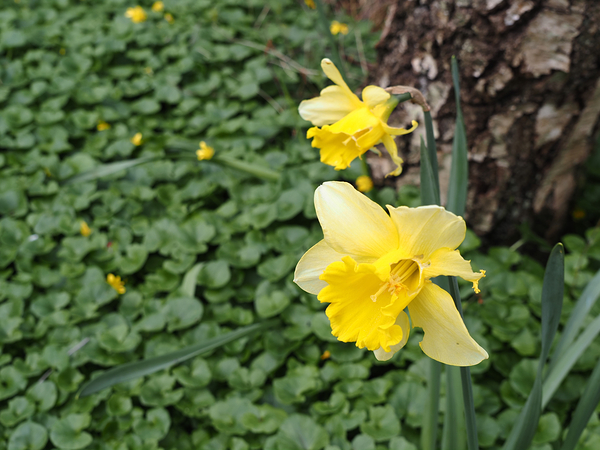Daffodils in a Sea of Green                                                                                                Print