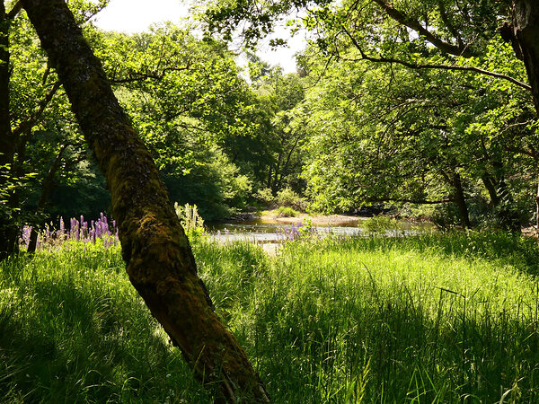Summer in the Scottish Highlands Print