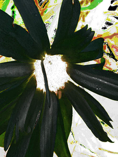 Abstract Dark Daisy  Print