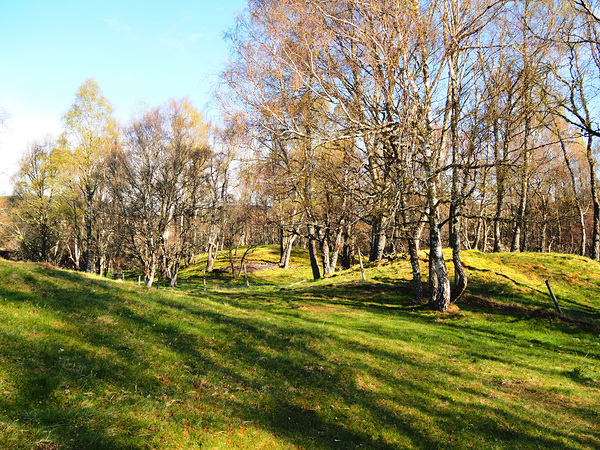 Spring Serenity in the Scottish Highlands                                                                                                                      Print