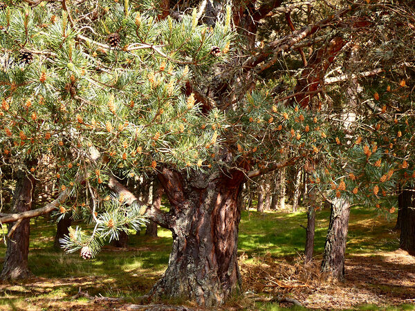 Sunlights Singing Pine Tree in the Scottish Highlands Print
