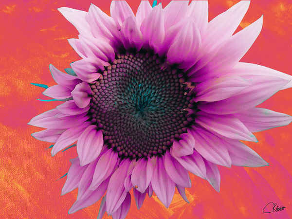 Abstract Hibiscus Sunflower Print