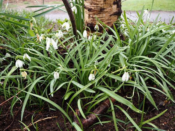 Spring Snowdrops in the Scottish Highlands                                                                                                                       Print