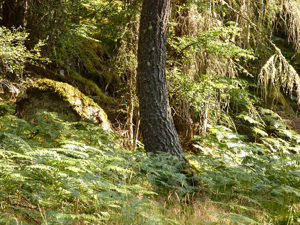 Peace in the Woods in the Scottish Highlands Print