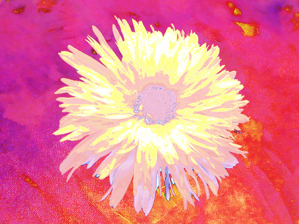 Abstract Vibrant Yellow Daisy Flower Print