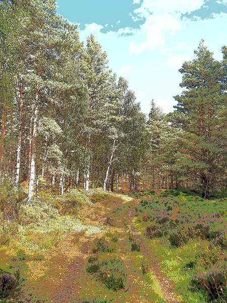 Scottish Highlands Serene Forest Pathway                                                                                                                      Print