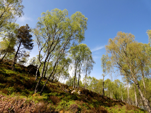  Scottish Highlands Woodland Image  Print