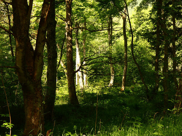 Springs Forest Light in the Scottish Highlands  Print