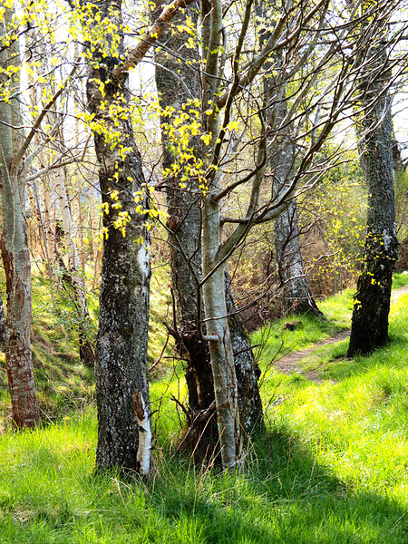  Forests Spring Light in the Scottish Highlands                                                                                                                      Print