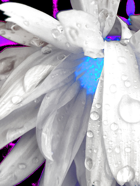 Abstract Daisy Blue Light Print