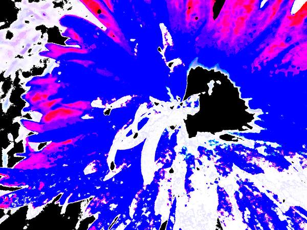 Abstract Daisy Print