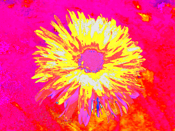 Abstract Daisy Yellow Bloom Print