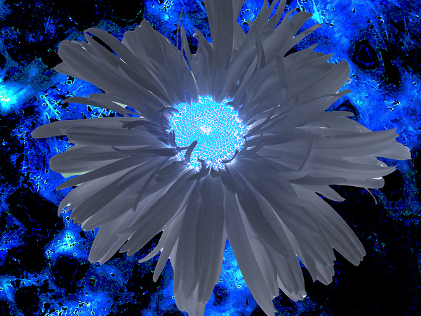 Abstract Blue Daisy Print