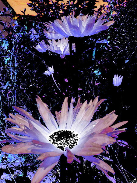 Cool Rocking Surreal Daises  Print