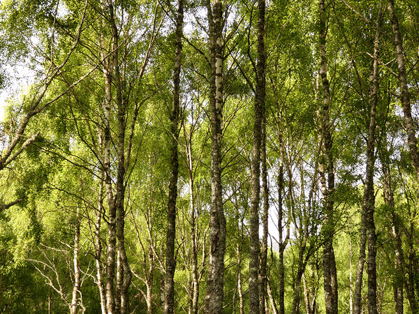 Scottish Highlands Green Birch Sunlight Print
