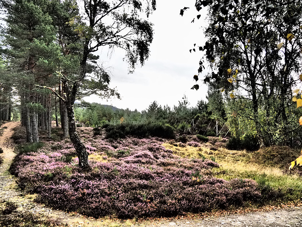  Scottish Highlands Mixed Forest and the Heather                                                                                                                     Print