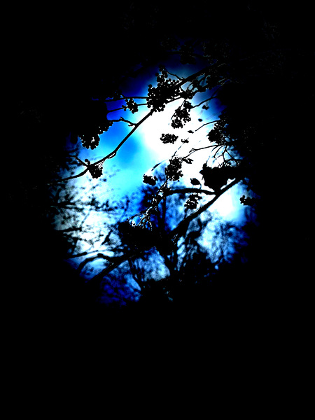 Abstract Berries  Print