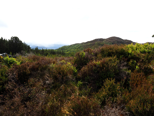 Scottish Highlands Heather Landscape                                                                                                                      Print