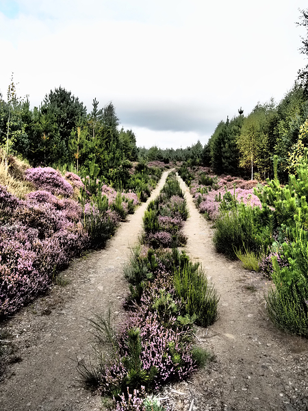   The Scottish Highlands Trail Before Us                                                                                                                    Print