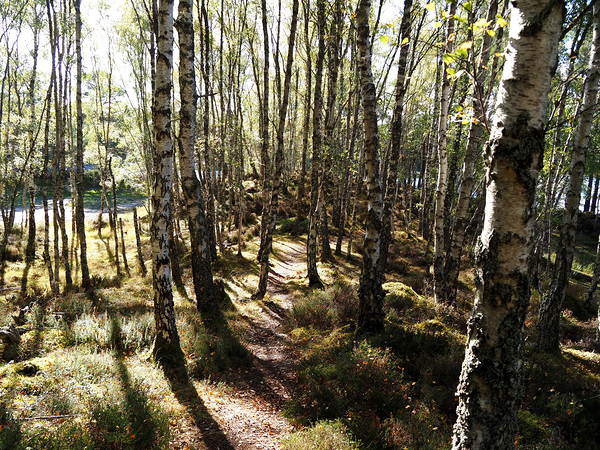 Amongst the Trees                                                                                                                   Print