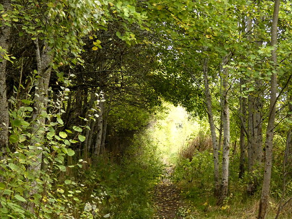 Scottish Highlands Summer Trail Print
