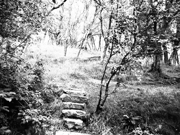  Natures Upward Flight through the Scottish Highlands                                                                                                                     Print