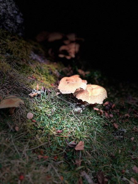 Scenes from the Trail- Forest Mushrooms Print