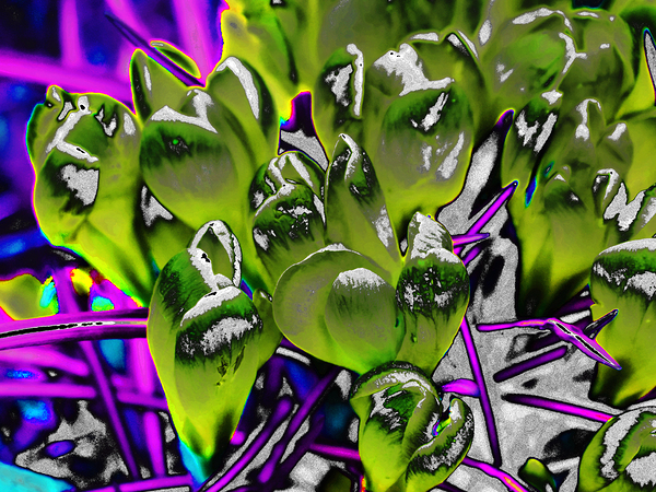  Abstract Crocus Surprise                                                                                                                     Print