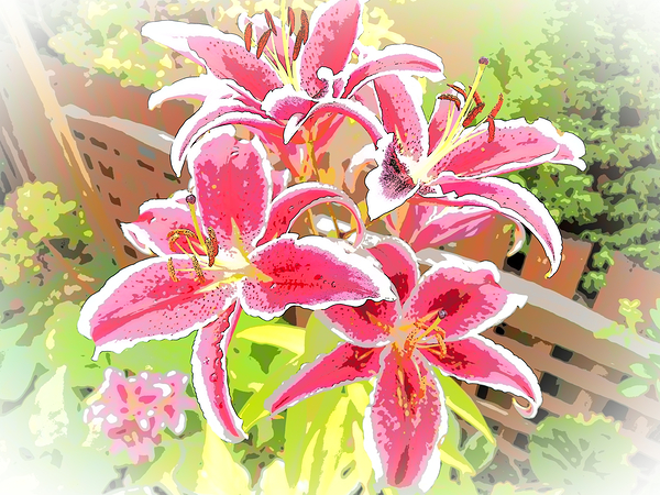 Abstract Lilies in Summer Sunlight                                                                                                                      Print