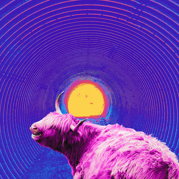 Hibiscus Highland Cow and the Tunnel  Print