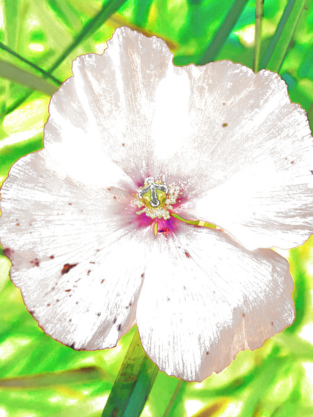Abstract White Wild Poppy  Print